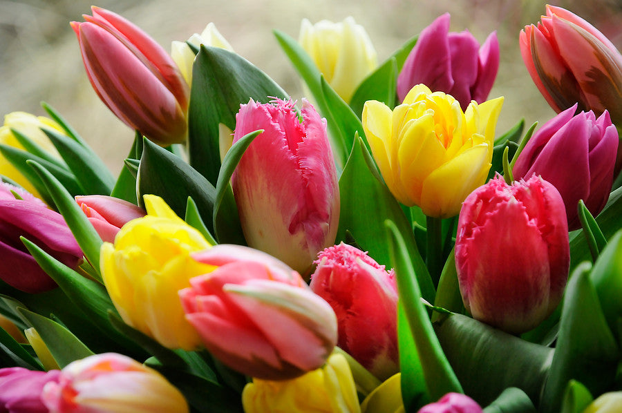 How Do I Stop Tulips From Drooping At Sophia Hoff Blog how-do-i-stop-tulips-from-drooping-at-sophia-hoff-blog