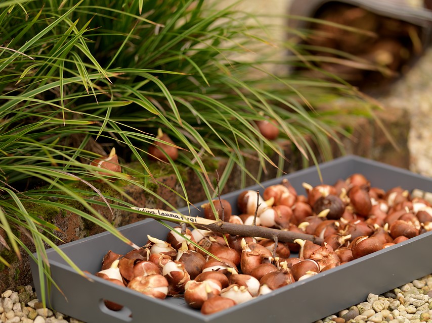 How to Save Tulip Bulbs for Next Season The DutchGrown™ Blog