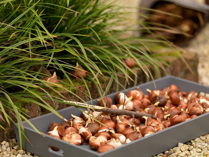 How to Save Tulip Bulbs for Next Season