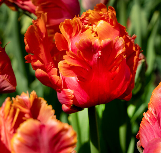 Do Tulips Return Every Year?