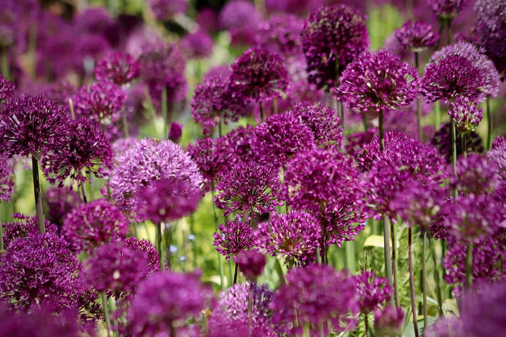 All About Allium Sphaerocephalon (Drumstick)