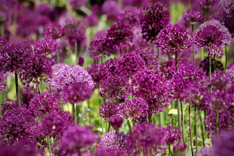 All About Allium Sphaerocephalon (Drumstick)