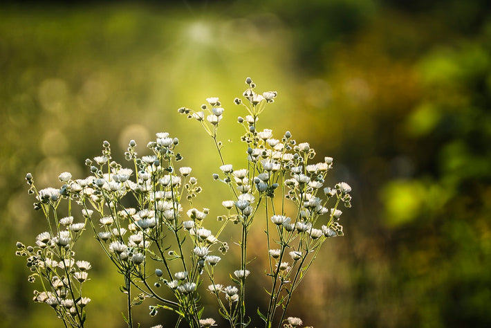 All You Need To Know About Baby’s Breath | DutchGrown UK