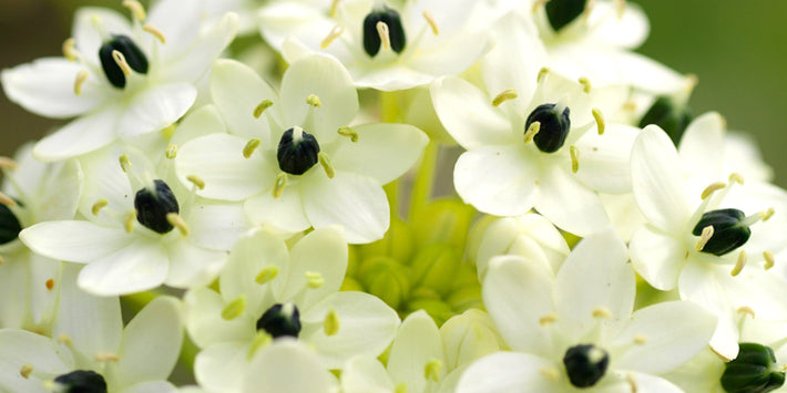 Growing Guides: How to Grow Ornithogalum (Arabian Starflower)