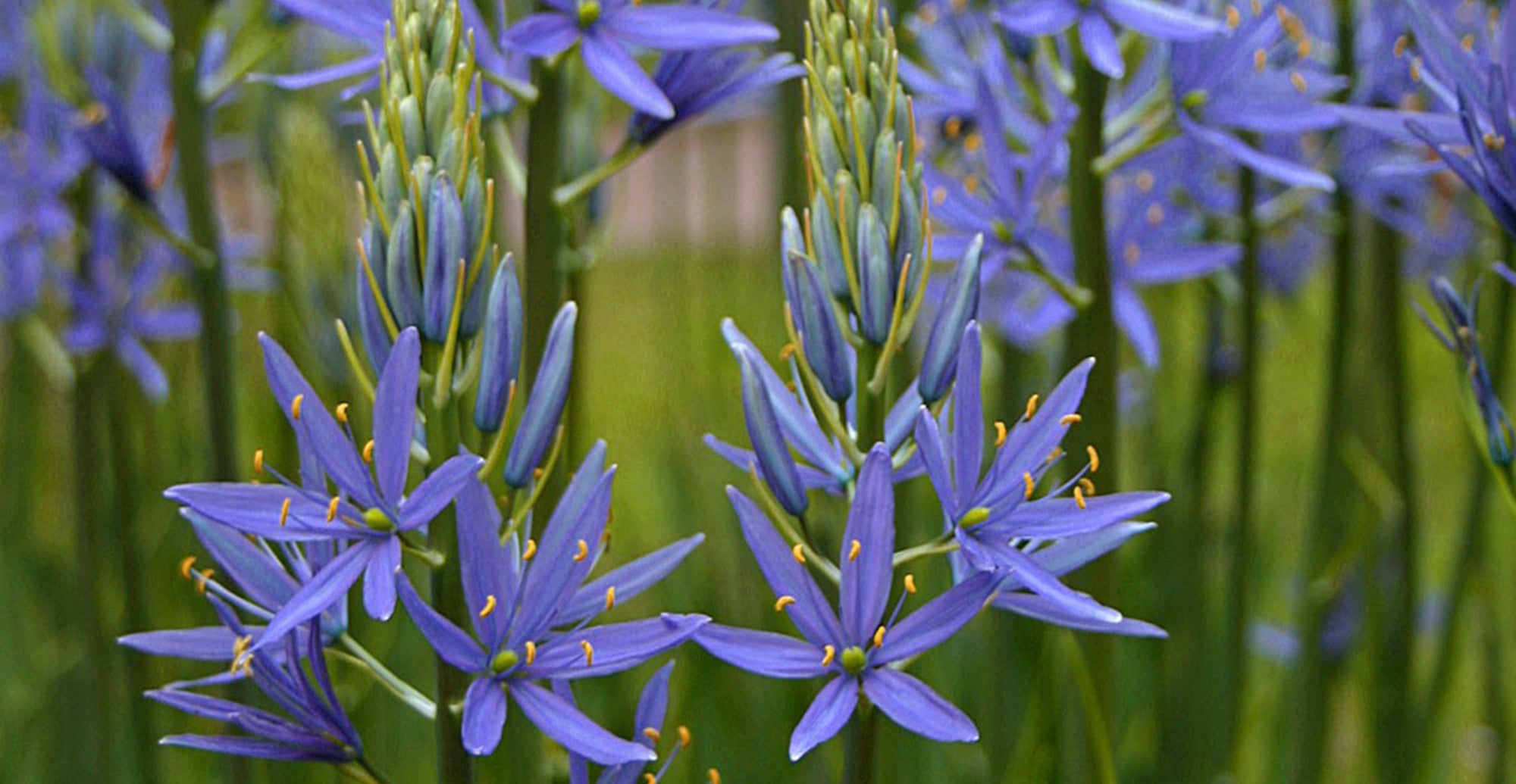 Growing Guides How to grow Camassia (Indian Hyacinths)