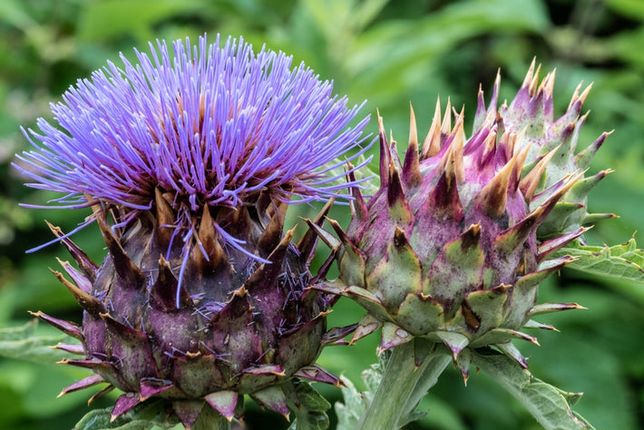 Growing Guide: How to Grow Cardoon (Artichoke Thistle)