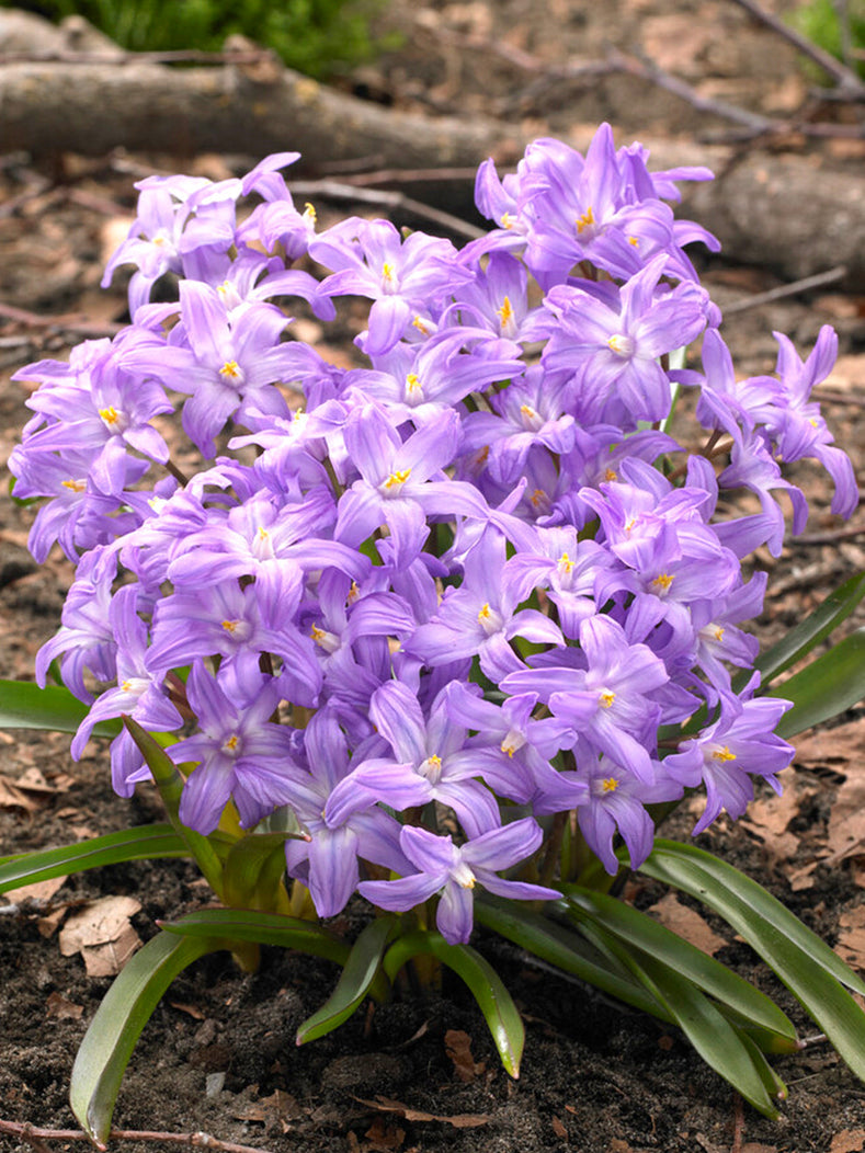 All About Chionodoxa (Glory Of The Snow) - DutchGrown