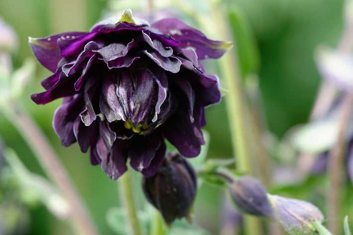 Growing Guide: How to Grow Columbines (Aquilegia)