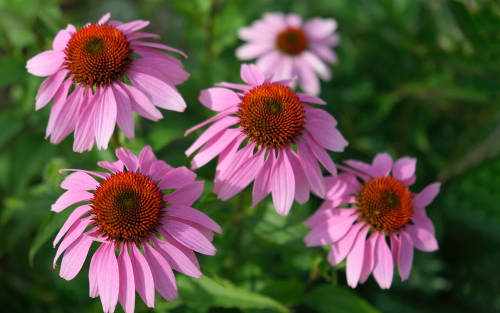 Echinacea Plants Echinacea Purpurea 'Magnus' Seeds | Thompson & Morgan