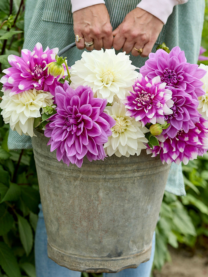 How To Store Dahlia Tubers Over Winter