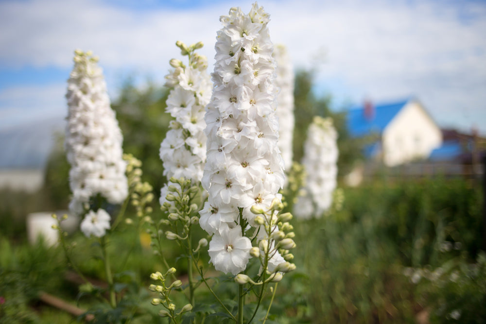 Growing Guide How to Grow Delphinium