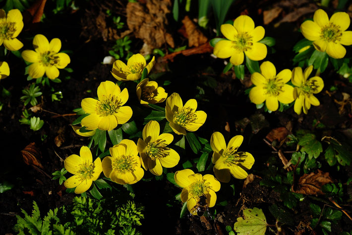 Everything You Need To Know About Winter Aconites (Eranthis Hyemalis)