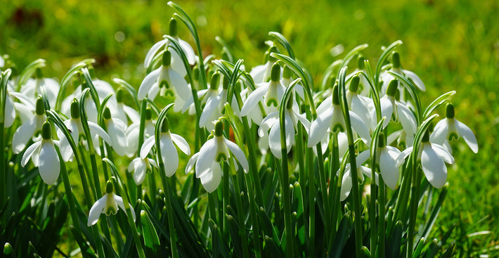 Growing Guides: How to grow Galanthus (Snowdrops)