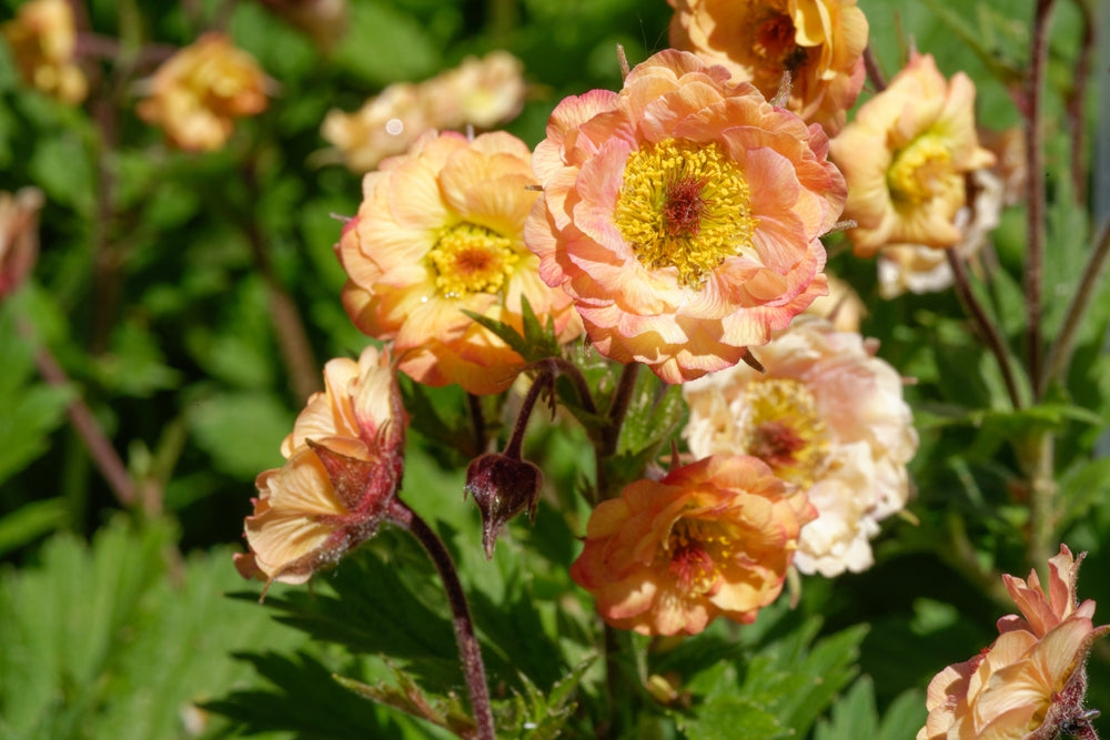 Growing Guide How to Grow Geum