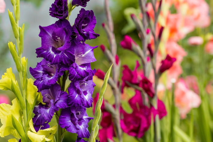 Growing Guide: How to Grow Gladiolus