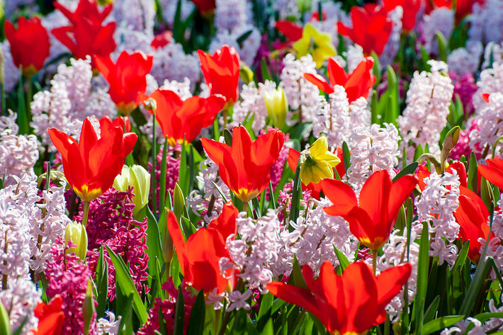 10 Best Spring Ground Covers