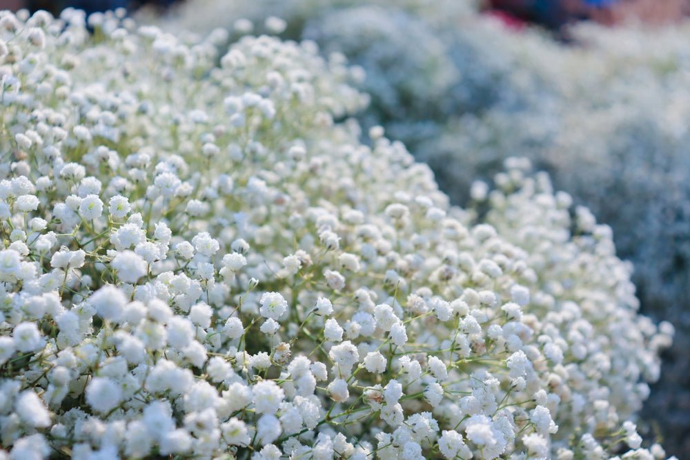 Growing Guide How To Grow Gypsophila Baby s Breath growing-guide-how-to-grow-gypsophila-baby-s-breath