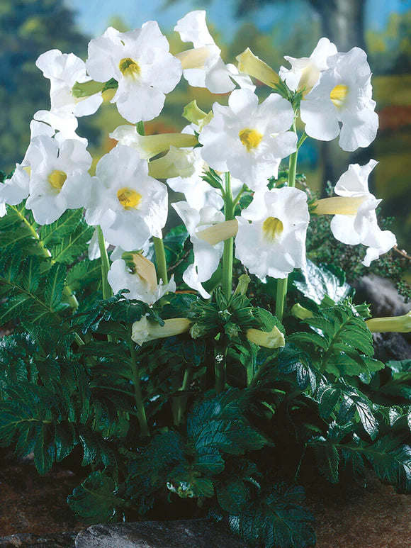 Growing Guide: How to Grow Incarvillea (Hardy Gloxinia)