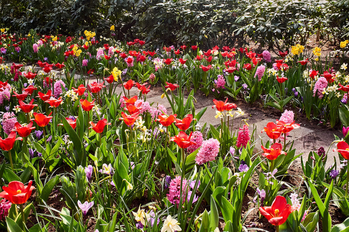 Garden Bulb Mixtures