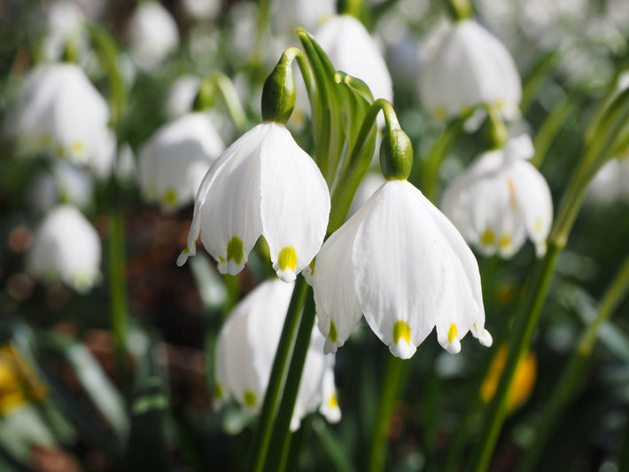 Growing Guides: How to grow Leucojum Gravetye Giant (Giant Snowflake)