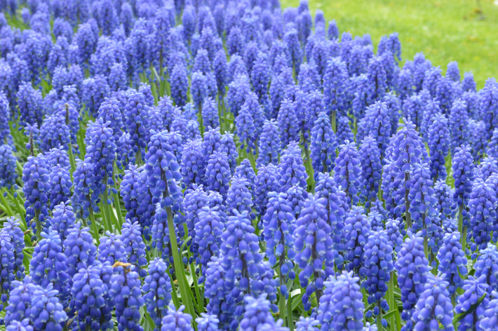 Growing Guides: How to grow Muscari (Grape Hyacinths)