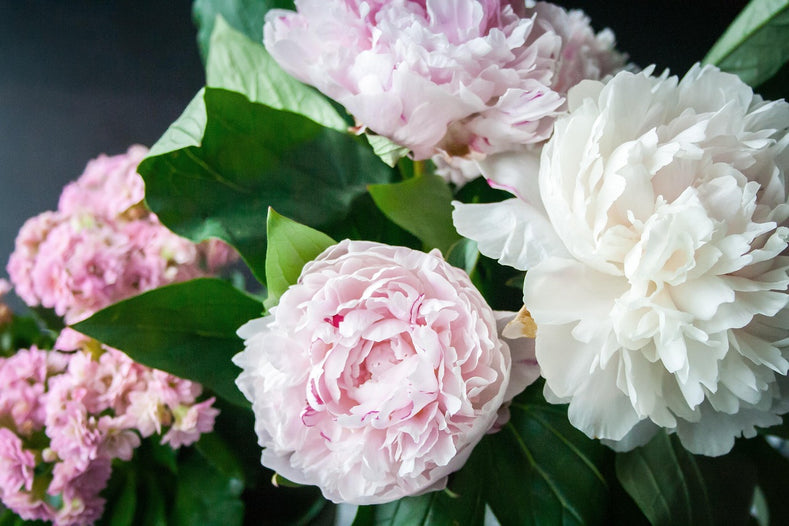 7 Surprising Fun Facts About Peonies