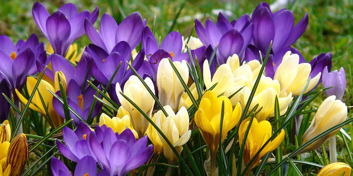 Growing Guides: How to grow Crocus bulbs