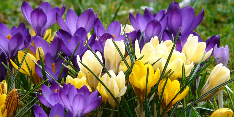 Growing Guides: How to grow Crocus bulbs