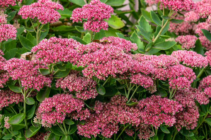 Growing Guide: How to Grow Sedum (Stonecrop)
