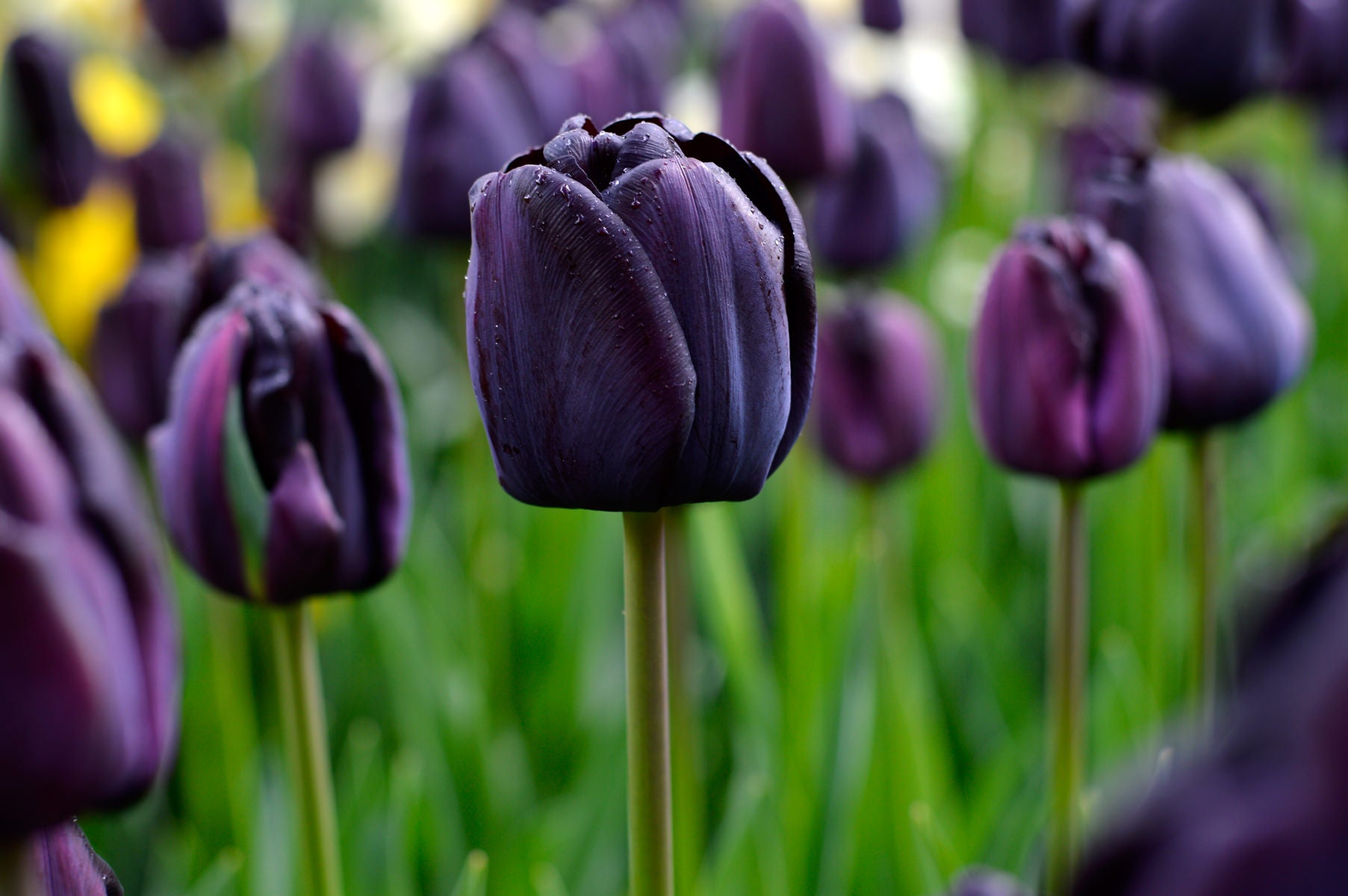 Black Tulips