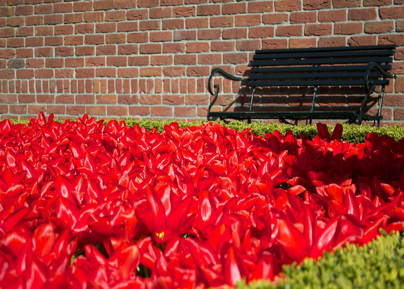 Red Tulips