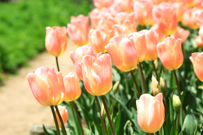 What to do with Tulip and Daffodil bulbs after they have finished flowering?