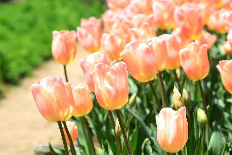 What to do with Tulip and Daffodil bulbs after they have finished flowering?