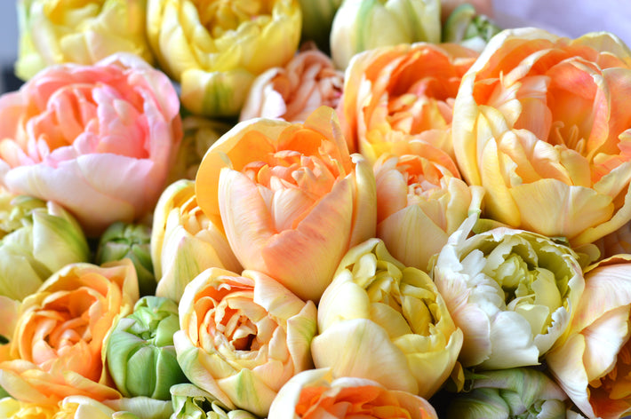 THE BEST PLACE TO BUY TULIP BULBS