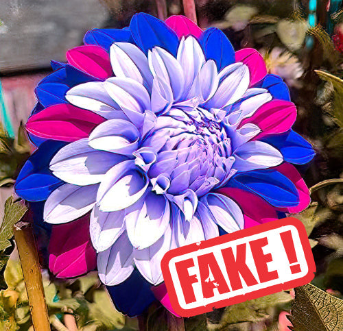 Why You'll Never See an AI-Generated Flower at DutchGrown