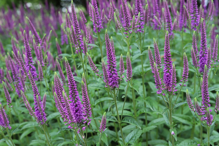 Growing Guide: How to Grow Veronica Longifolia (Speedwells)