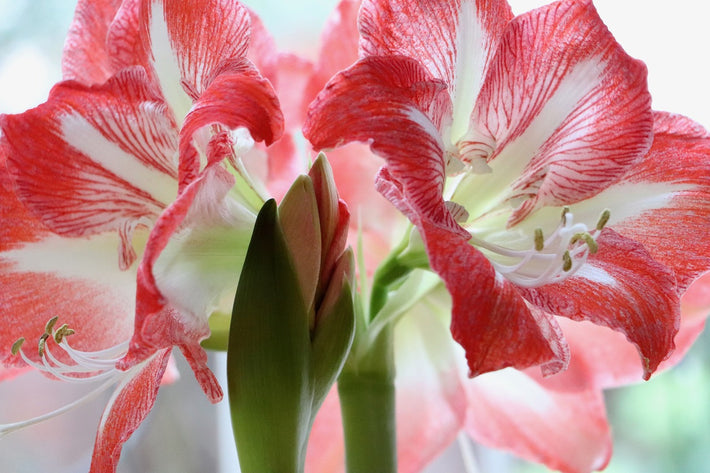 What Do You Do With Amaryllis Bulbs After They Bloom?