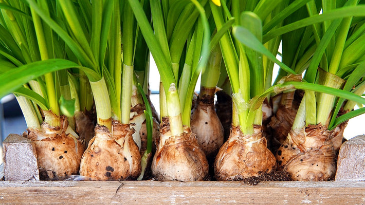 The Difference between Bulbs, Tubers & Rhizomes