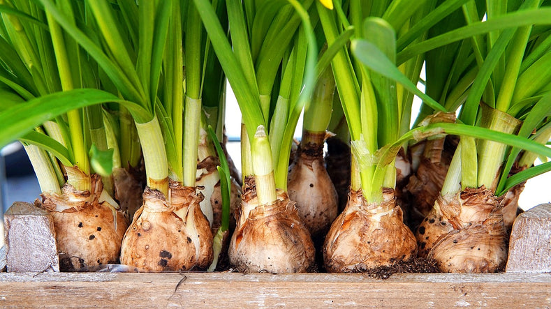 The Difference between Bulbs, Tubers & Rhizomes