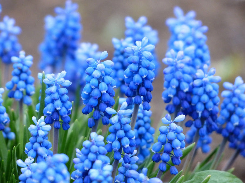 How To Store Grape Hyacinth Bulbs - DutchGrown