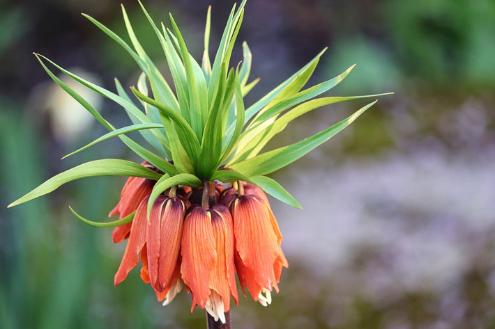 15 Fun Facts About Fritillaries - DutchGrown