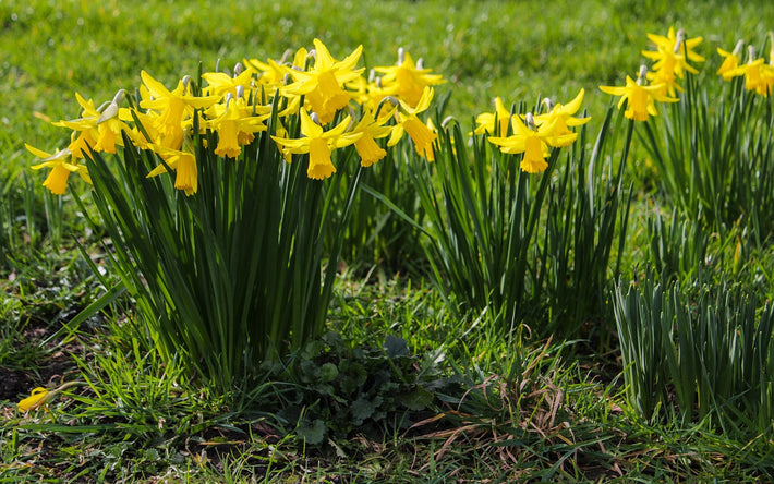 How To Get A Daffodil Spring Garden?