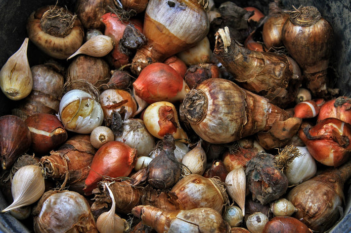 How To Store Tulip Bulbs Before And After Planting