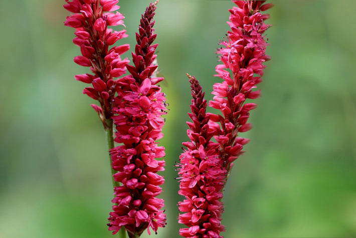 Growing Guide: How to Grow Persicaria (Bistort)