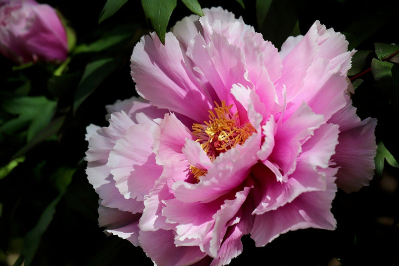 How a healthy bare root peony should look