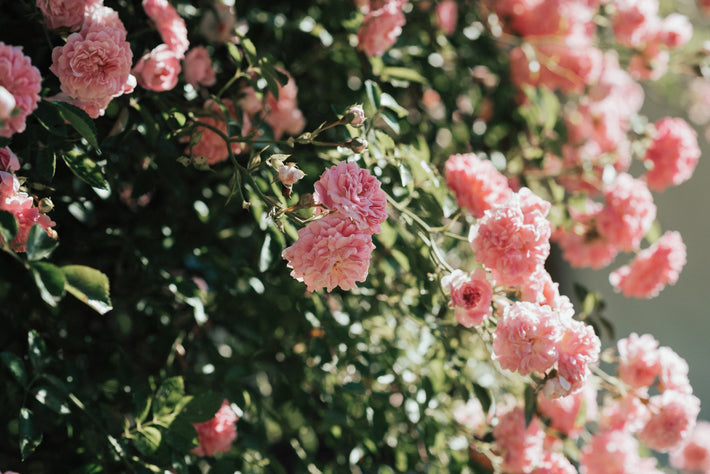 Romantic Flowers Are Having a Moment: The Spring Bulbs to Plant in Autumn