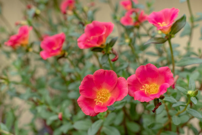 Everything About The Potentilla Flower