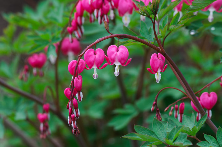 Growing Guide: How to Grow Dicentras