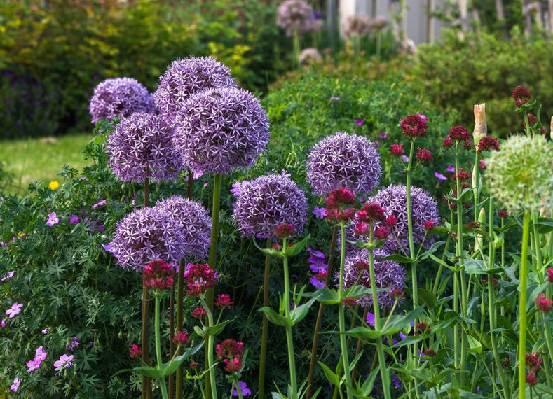20 Perennial Flowers That Bloom From Spring To Autumn