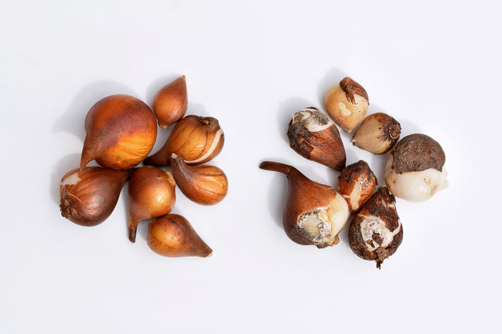 What If You Have Damaged Flower Bulbs - DutchGrown